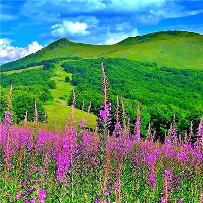 动物森之屋最新版(暂未上线)v1.0 安卓版
